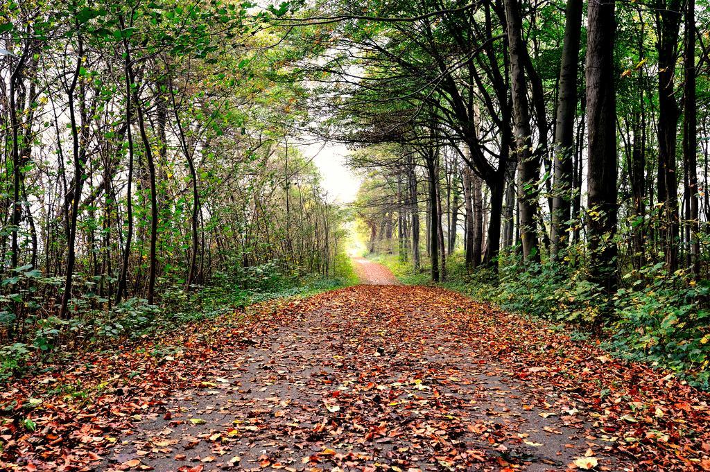Schlossgut Gross Schwansee Exterior photo A forest in the autumn